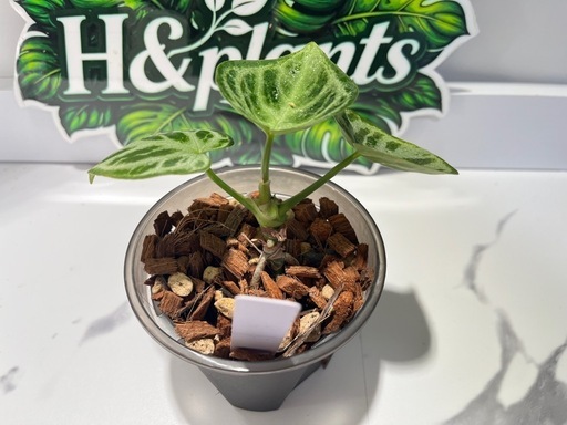 【観葉植物】限定‼️アンスリウムドラヤキシルバー実生株🌱✨の写真5枚目