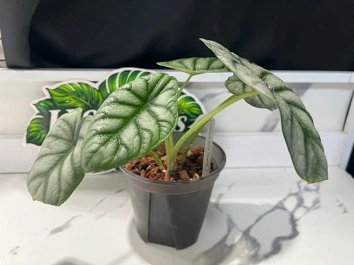 【観葉植物】限定🉐❗️アロカシアシルバードラゴン🌱