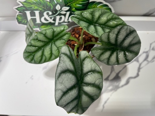 【観葉植物】限定🉐❗️アロカシアシルバードラゴン🌱の写真2枚目