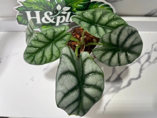 【観葉植物】限定🉐❗️アロカシアシルバードラゴン🌱の写真2枚目
