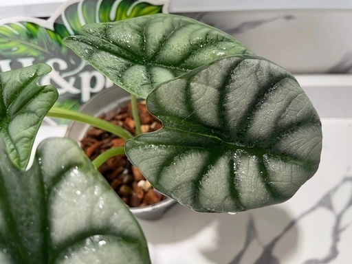 【観葉植物】限定🉐❗️アロカシアシルバードラゴン🌱の写真4枚目