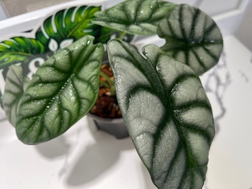 【観葉植物】限定🉐❗️アロカシアシルバードラゴン🌱の写真5枚目