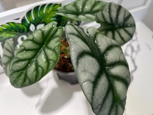 【観葉植物】限定🉐❗️アロカシアシルバードラゴン🌱の写真5枚目