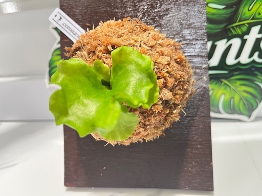 【観葉植物】ビカクシダコロナリウム胞子培養株板付け✨#222の写真2枚目