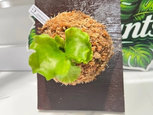【観葉植物】ビカクシダコロナリウム胞子培養株板付け✨#222の写真2枚目