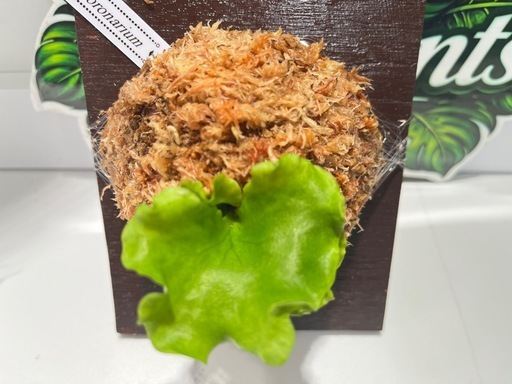 【観葉植物】ビカクシダコロナリウム胞子培養株板付け✨#222の写真3枚目