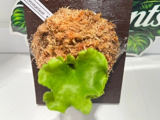 【観葉植物】ビカクシダコロナリウム胞子培養株板付け✨#222の写真3枚目