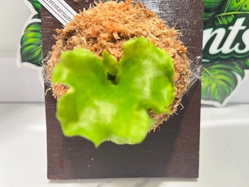 【観葉植物】ビカクシダコロナリウム胞子培養株板付け✨#222の写真4枚目