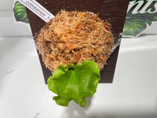 【観葉植物】ビカクシダコロナリウム胞子培養株板付け✨#222の写真5枚目