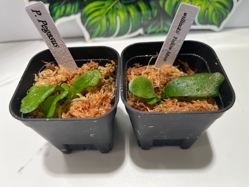 【観葉植物】ビカクシダペガサス＆ウィリンキーイエロームーン胞子培養株幼苗セット🌱🌱