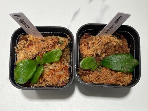 【観葉植物】ビカクシダペガサス＆ウィリンキーイエロームーン胞子培養株幼苗セット🌱🌱の写真2枚目