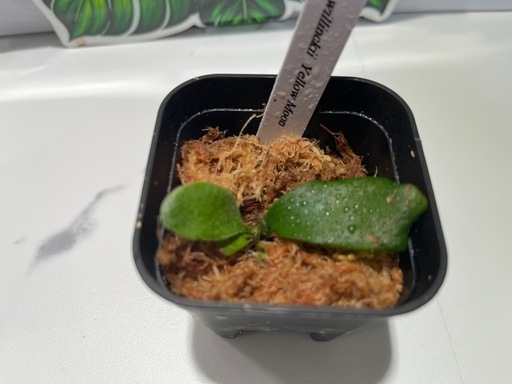 【観葉植物】ビカクシダペガサス＆ウィリンキーイエロームーン胞子培養株幼苗セット🌱🌱の写真3枚目
