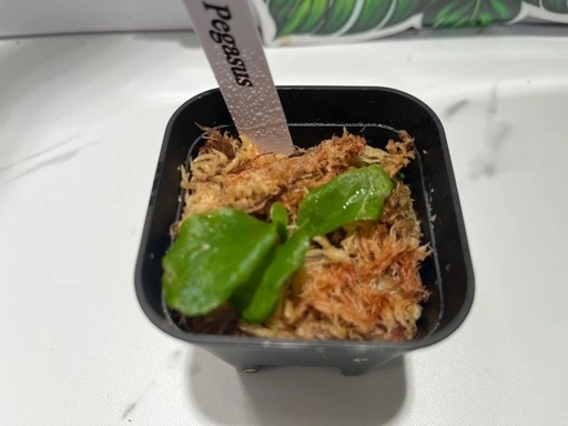 【観葉植物】ビカクシダペガサス&ウィリンキーイエロームーン胞子培養株幼苗セット🌱🌱の写真4枚目