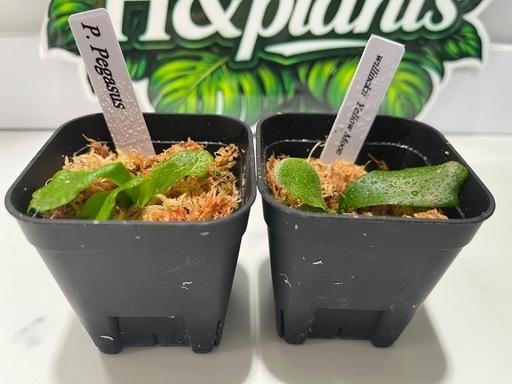 【観葉植物】ビカクシダペガサス＆ウィリンキーイエロームーン胞子培養株幼苗セット🌱🌱の写真5枚目