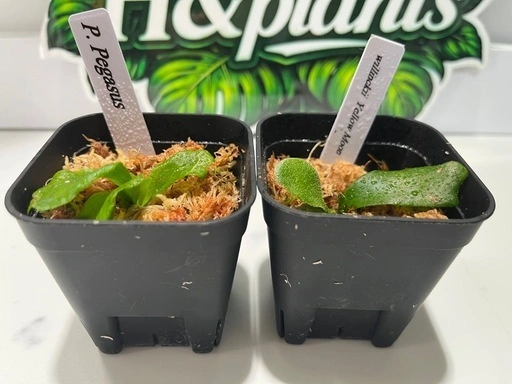 【観葉植物】ビカクシダペガサス&ウィリンキーイエロームーン胞子培養株幼苗セット🌱🌱の写真5枚目