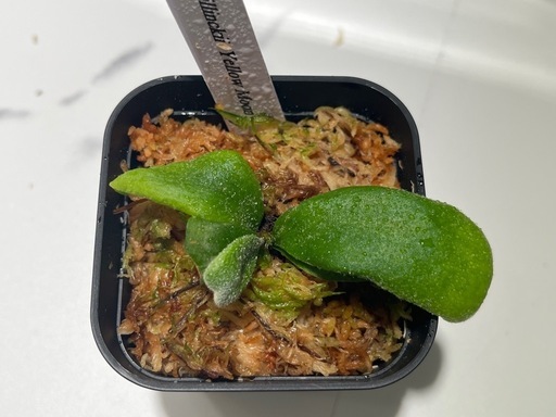 【観葉植物】ビカクシダウィリンキーイエロームーン胞子培養株幼苗🌱