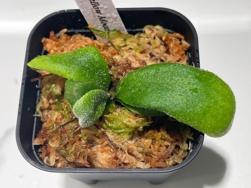 【観葉植物】ビカクシダウィリンキーイエロームーン胞子培養株幼苗🌱の写真2枚目