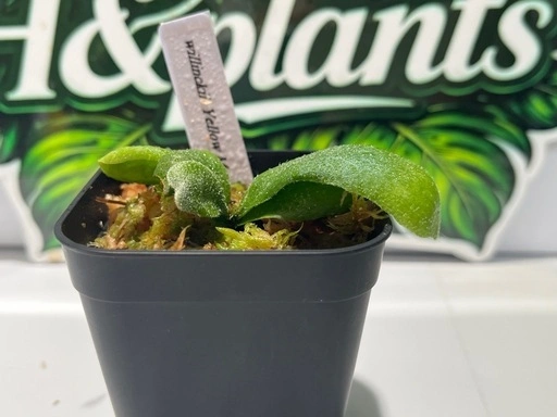 【観葉植物】ビカクシダウィリンキーイエロームーン胞子培養株幼苗🌱の写真3枚目