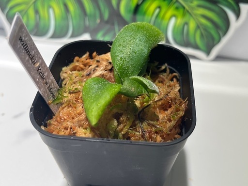 【観葉植物】ビカクシダウィリンキーイエロームーン胞子培養株幼苗🌱の写真4枚目