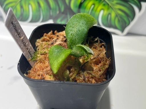 【観葉植物】ビカクシダウィリンキーイエロームーン胞子培養株幼苗🌱の写真4枚目