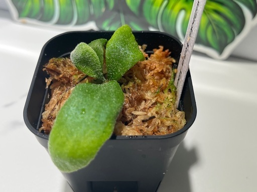 【観葉植物】ビカクシダウィリンキーイエロームーン胞子培養株幼苗🌱の写真5枚目