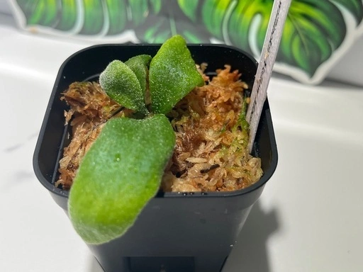 【観葉植物】ビカクシダウィリンキーイエロームーン胞子培養株幼苗🌱の写真5枚目