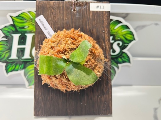 【観葉植物】ビカクシダウィリンキーイエロームーン胞子培養株板付け✨#11