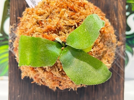【観葉植物】ビカクシダウィリンキーイエロームーン胞子培養株板付け✨#11の写真5枚目