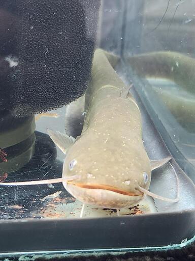 ニホンナマズの写真2枚目
