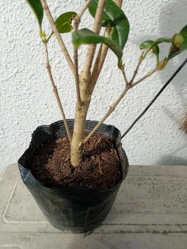 金木犀苗木