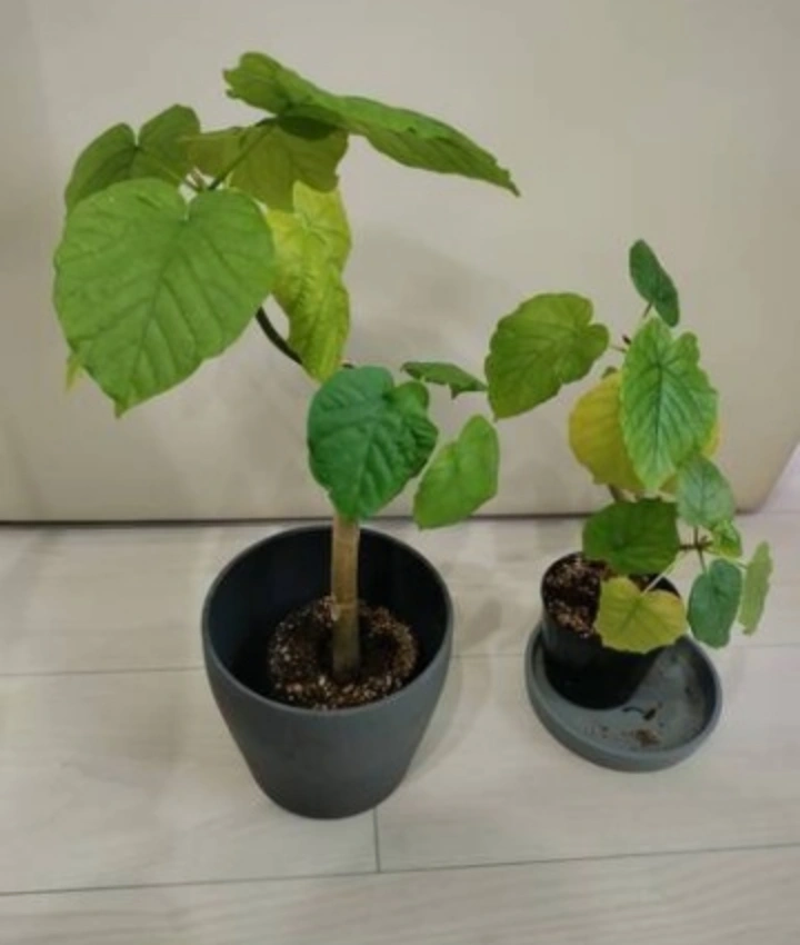 ■観葉植物 フィカス・ウンベラータ 2鉢セット グリーンお洒落インテリアの写真4枚目