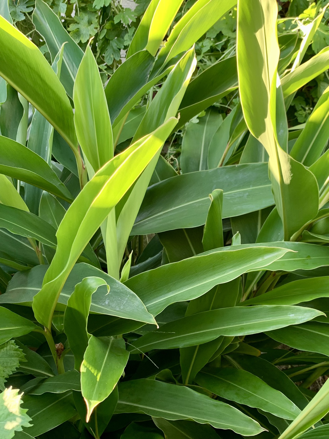 月桃の葉（生）300円 何枚でも　月桃茶、化粧水、料理、防虫にの写真2枚目