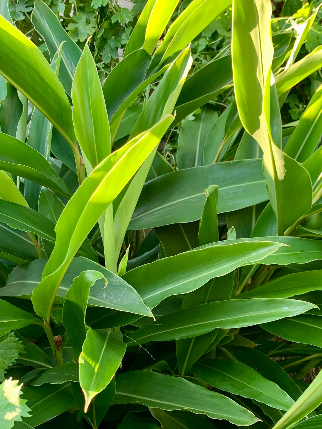 月桃の葉(生)300円 何枚でも 月桃茶、化粧水、料理、防虫にの写真2枚目