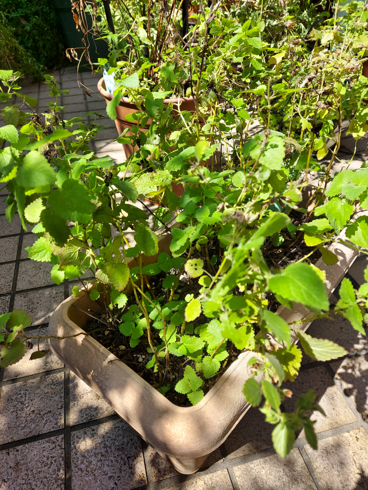 ③10種の植物:ハーブ、アナベルピンク、ペラルゴ、白竜、その他の写真8枚目