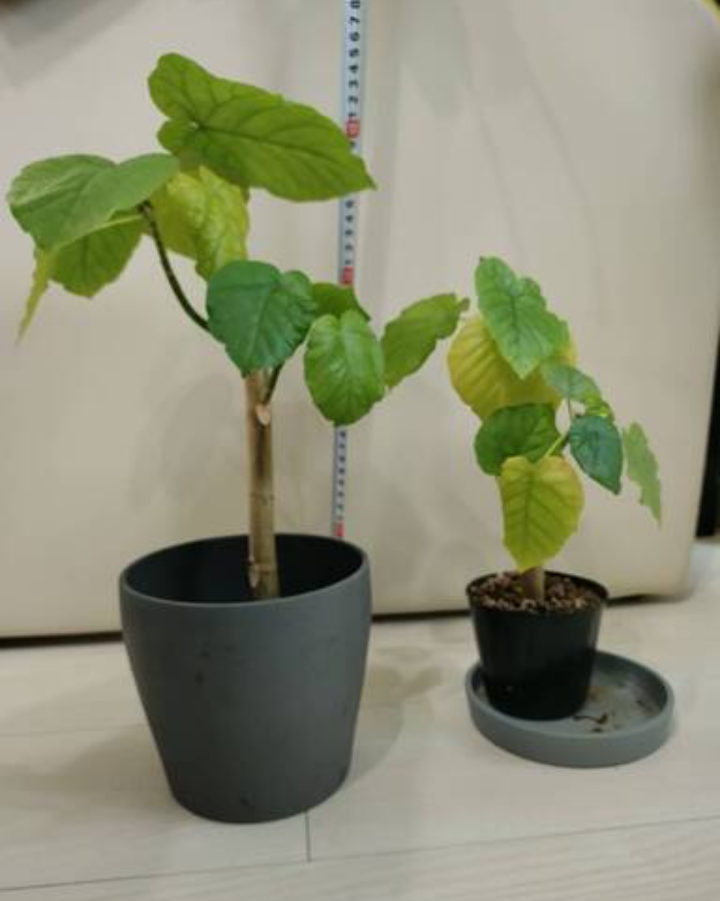 ■観葉植物　フィカス・ウンベラータ　２鉢セット　グリーンお洒落インテリア