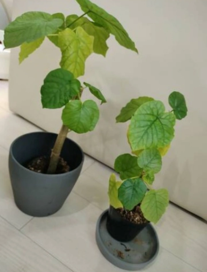 ■観葉植物 フィカス・ウンベラータ 2鉢セット グリーンお洒落インテリアの写真2枚目