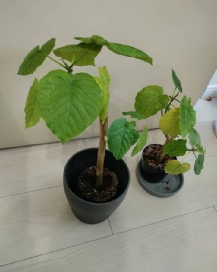 ■観葉植物　フィカス・ウンベラータ　２鉢セット　グリーンお洒落インテリアの写真3枚目