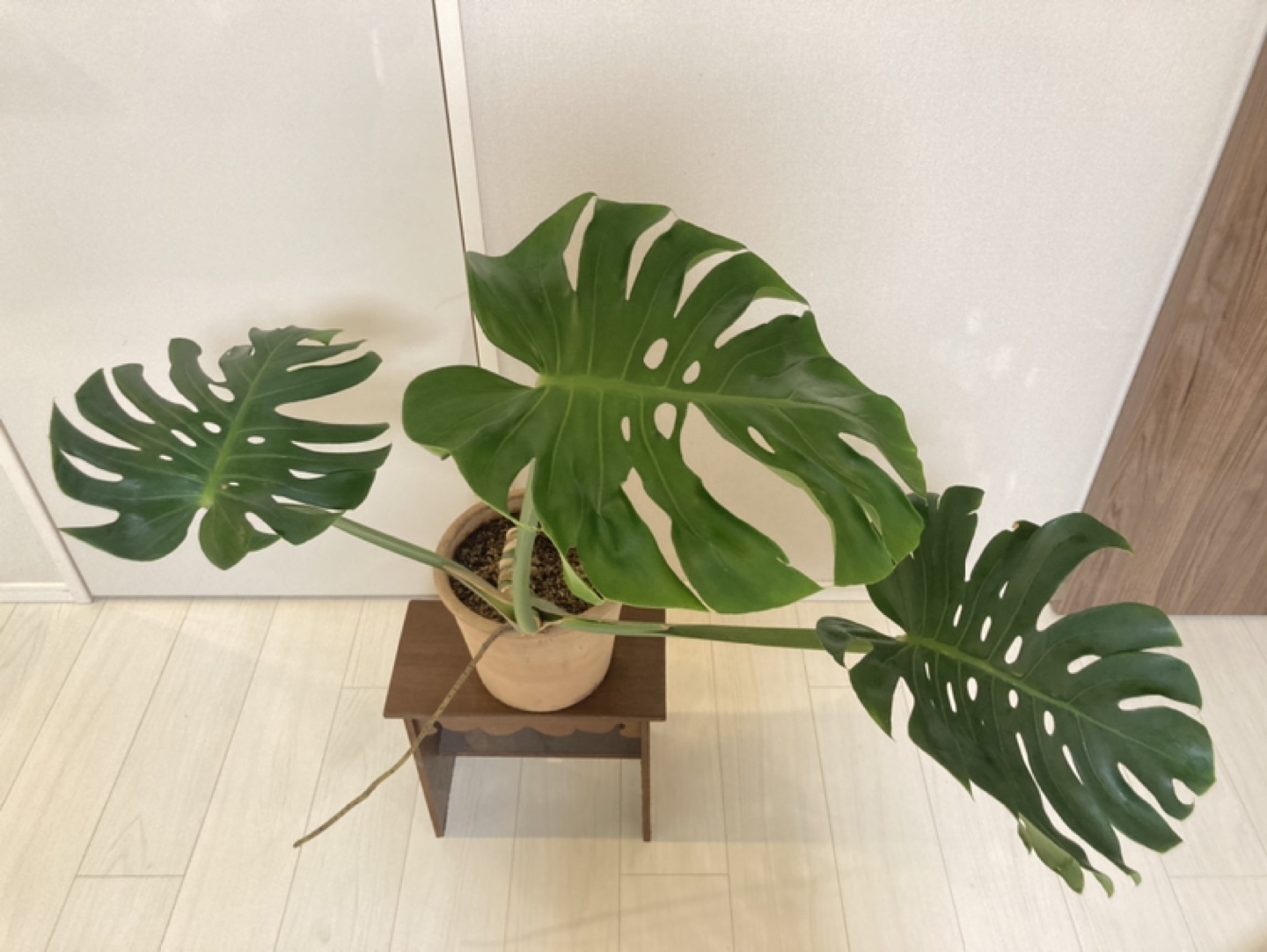 モンステラ