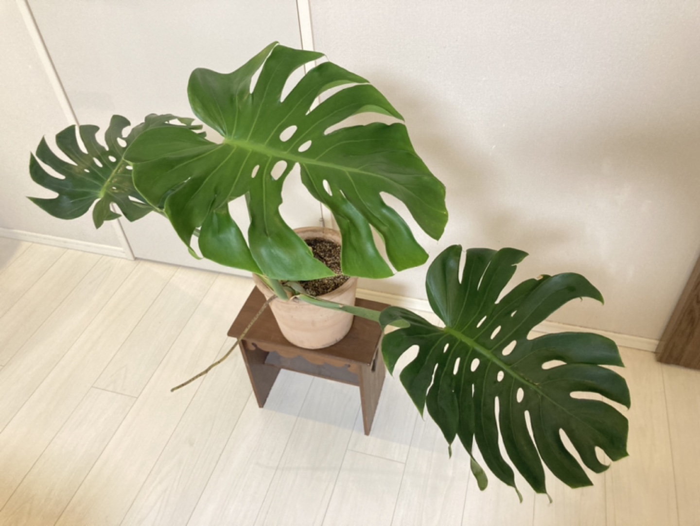 モンステラの写真3枚目