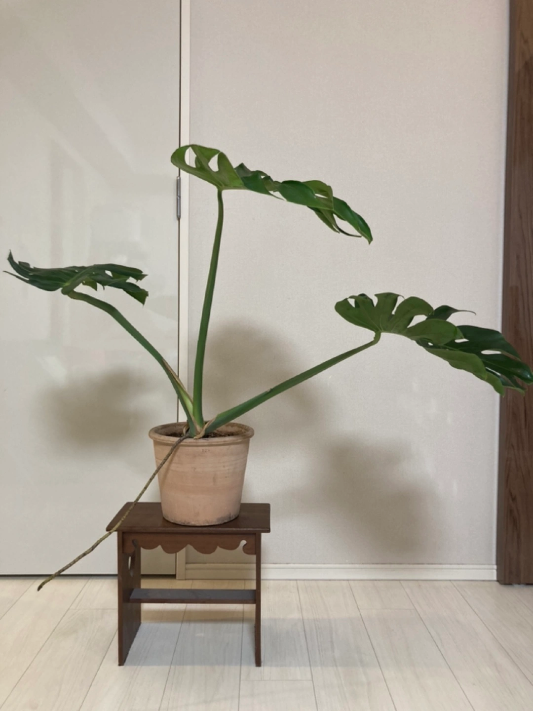 モンステラの写真2枚目