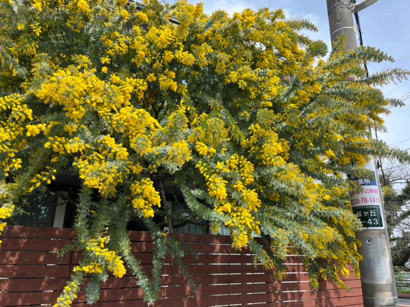 我が家で沢山綺麗に咲きました。このミモザをお届けします🌼🌼🌼の写真2枚目