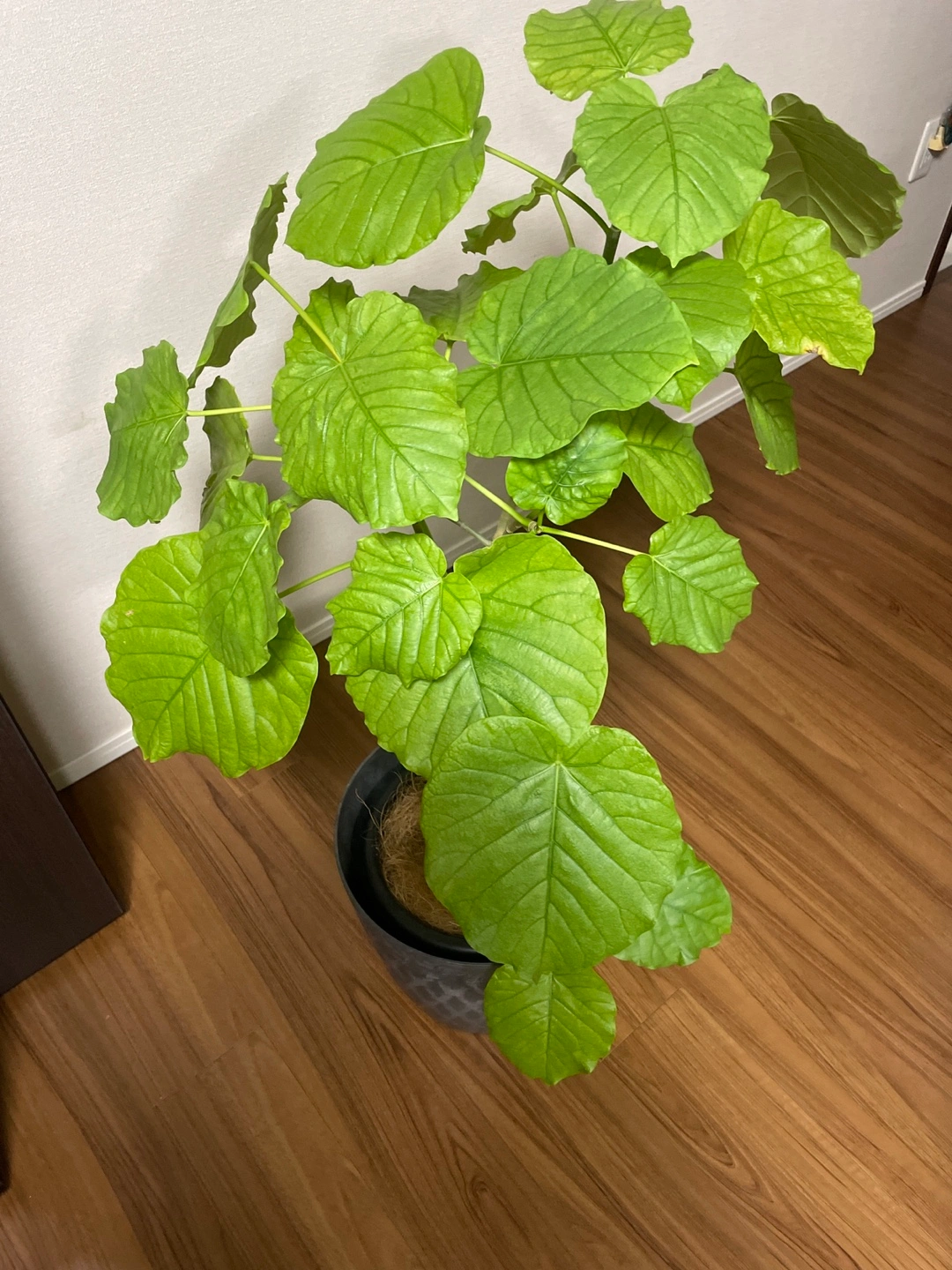 観葉植物 フィカス・ウンベラータの写真3枚目
