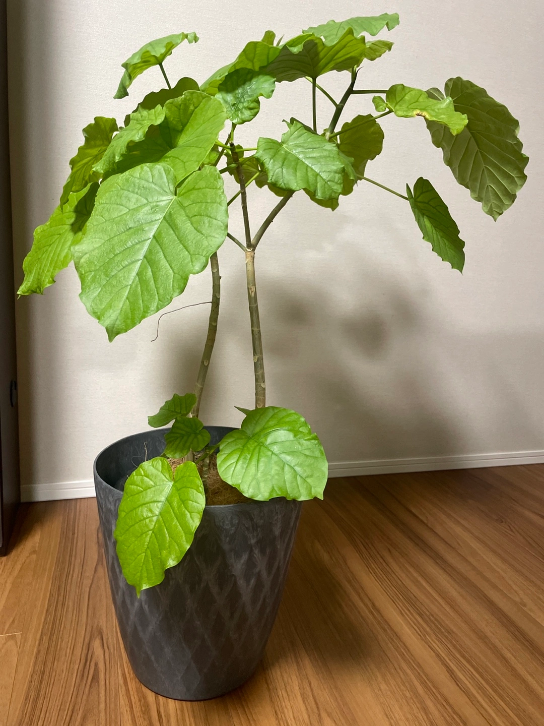 観葉植物 フィカス・ウンベラータの写真2枚目