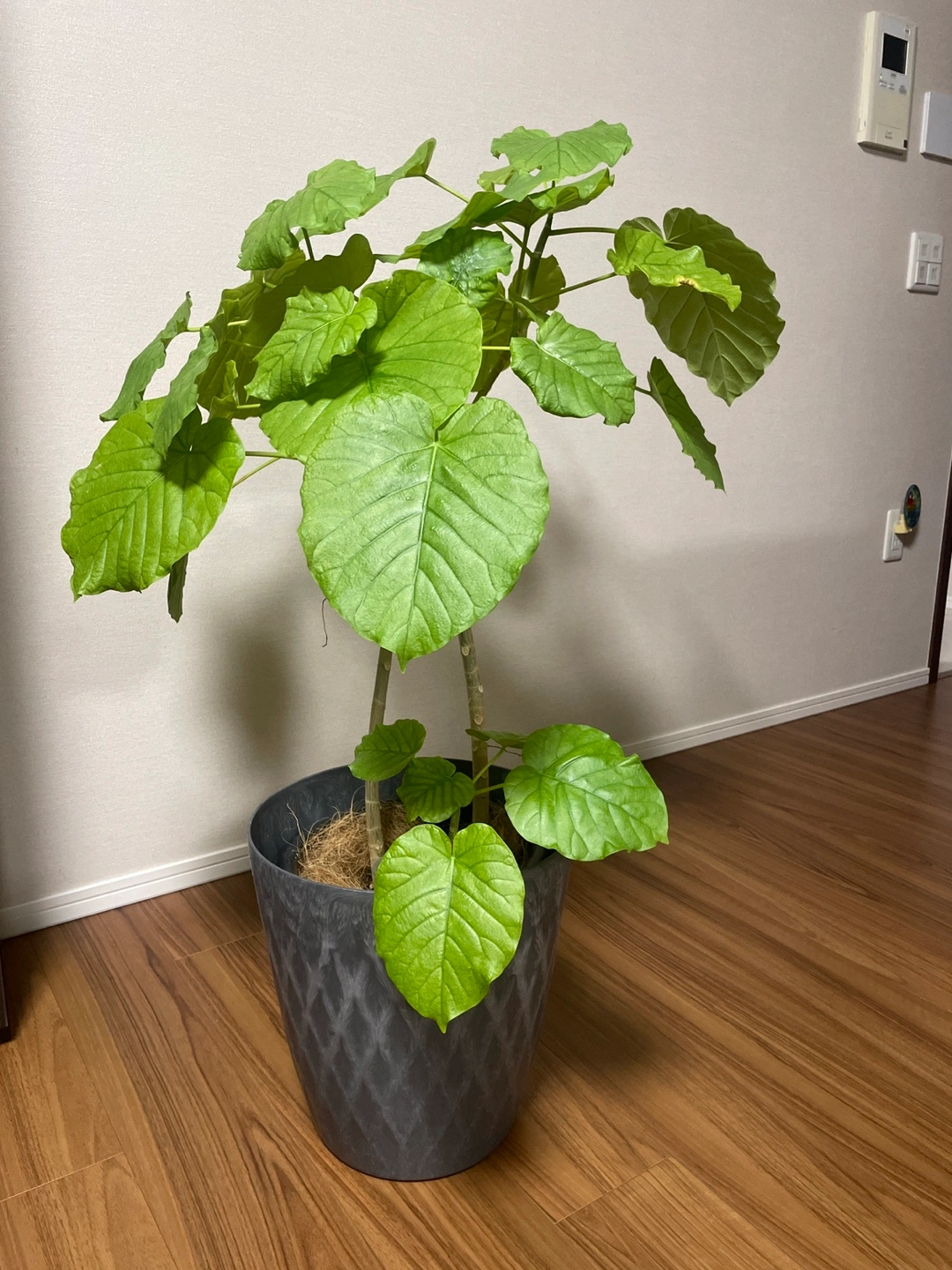 観葉植物 フィカス・ウンベラータ