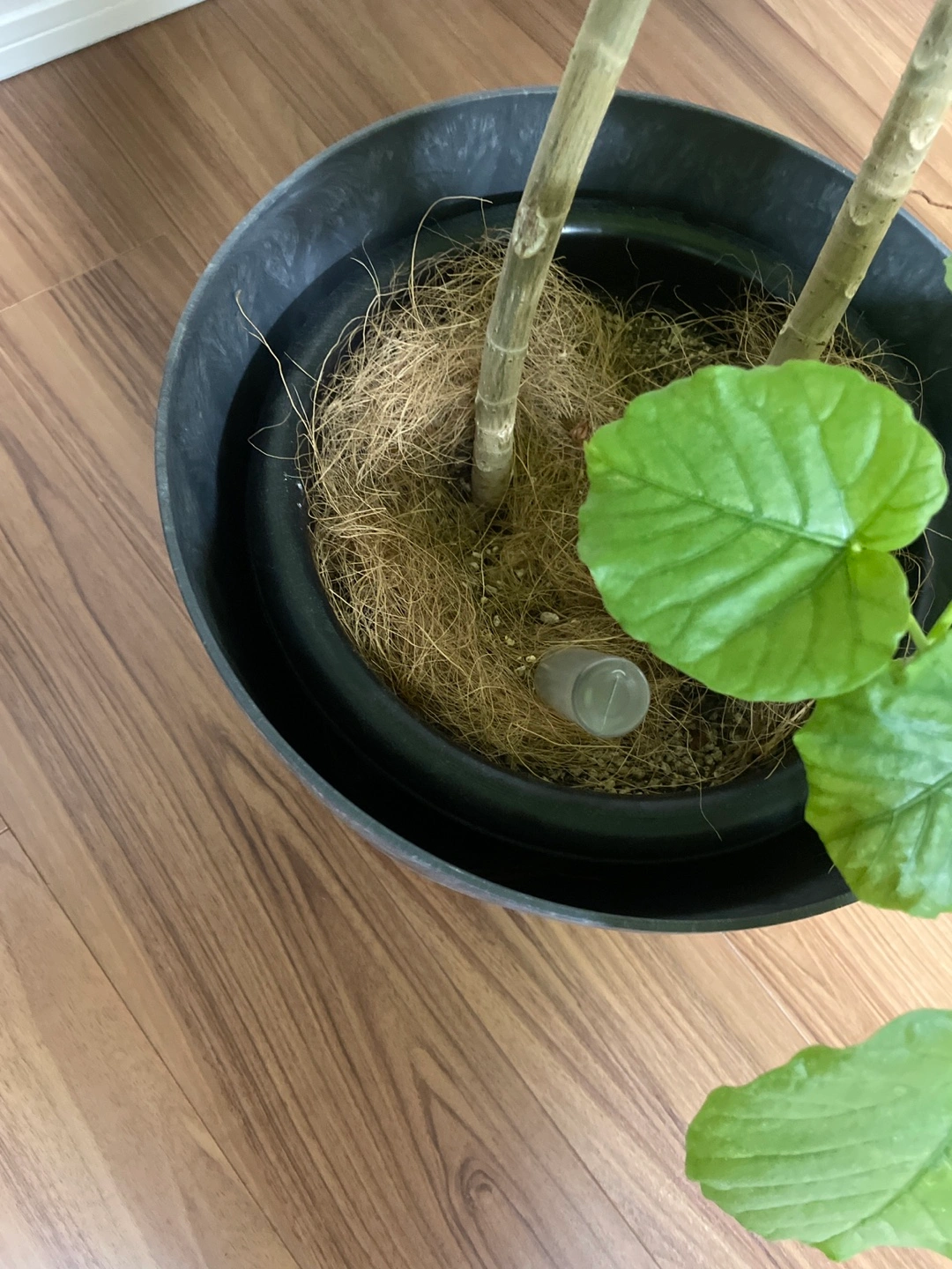 観葉植物 フィカス・ウンベラータの写真4枚目
