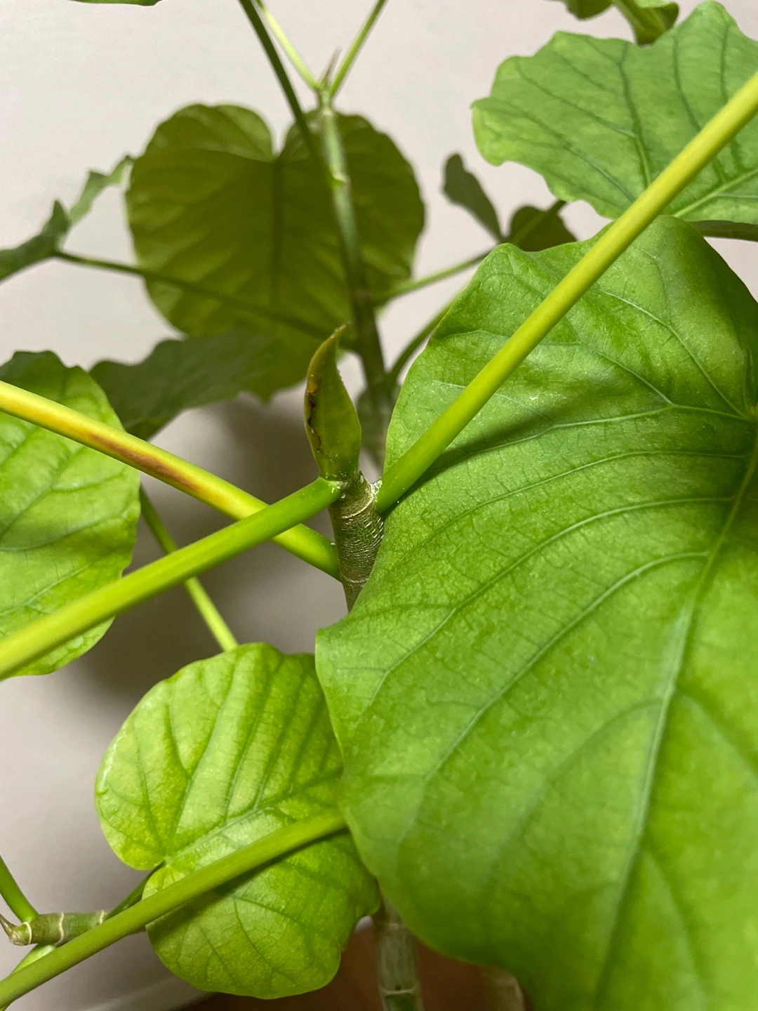 観葉植物 フィカス・ウンベラータの写真8枚目