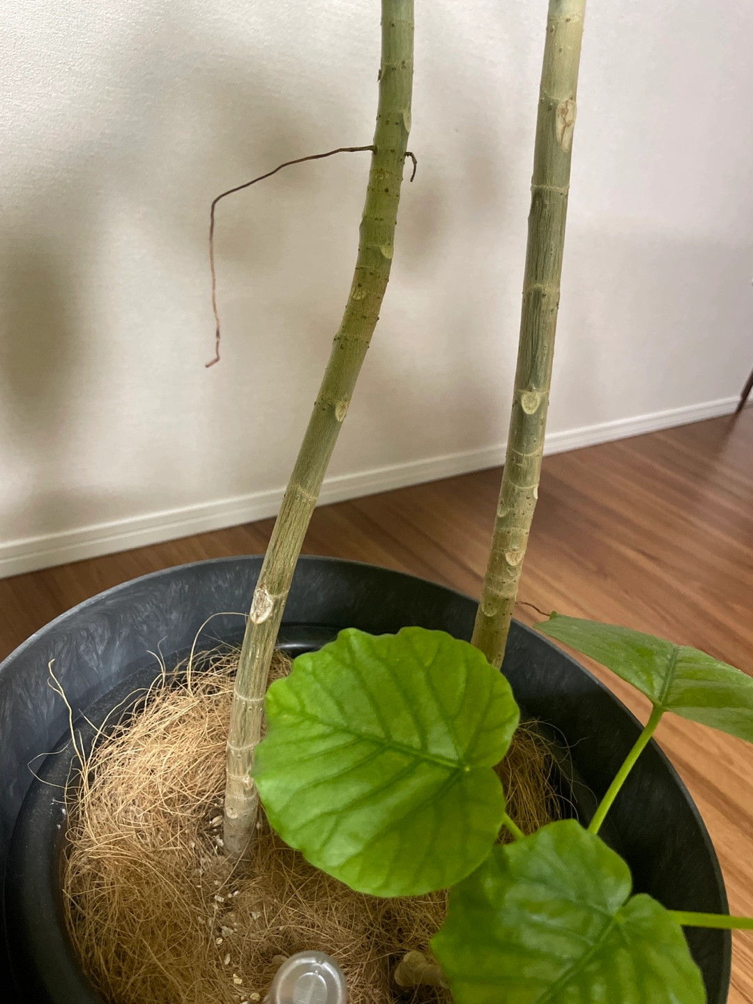 観葉植物 フィカス・ウンベラータの写真6枚目