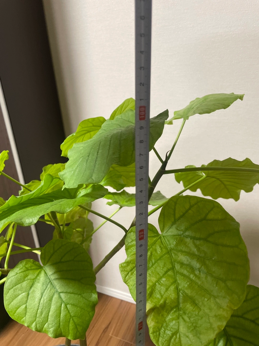 観葉植物 フィカス・ウンベラータの写真5枚目