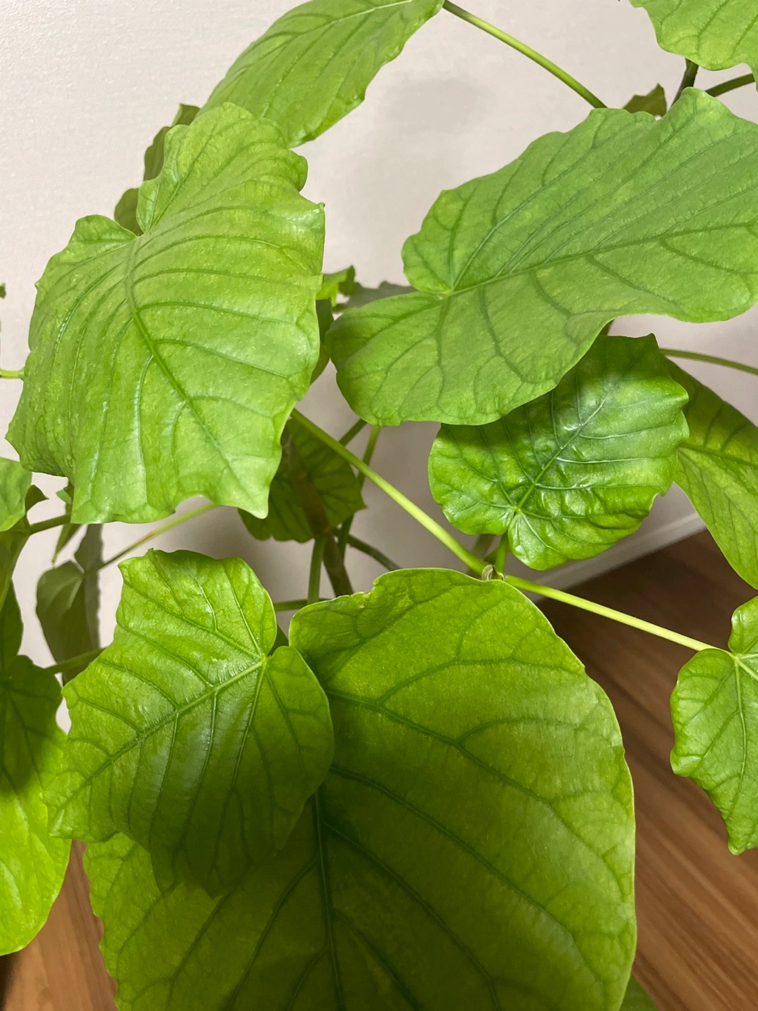 観葉植物 フィカス・ウンベラータの写真7枚目