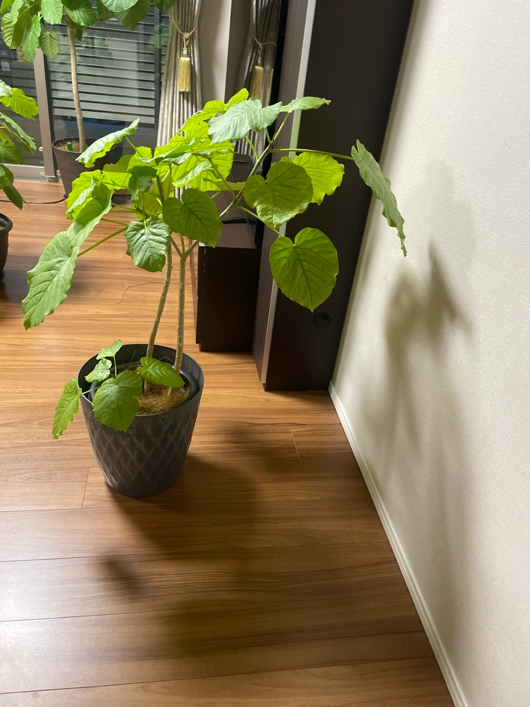 観葉植物 フィカス・ウンベラータの写真9枚目